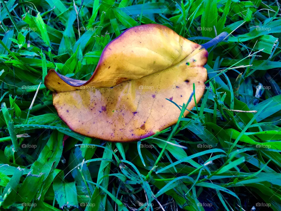 Leaf 