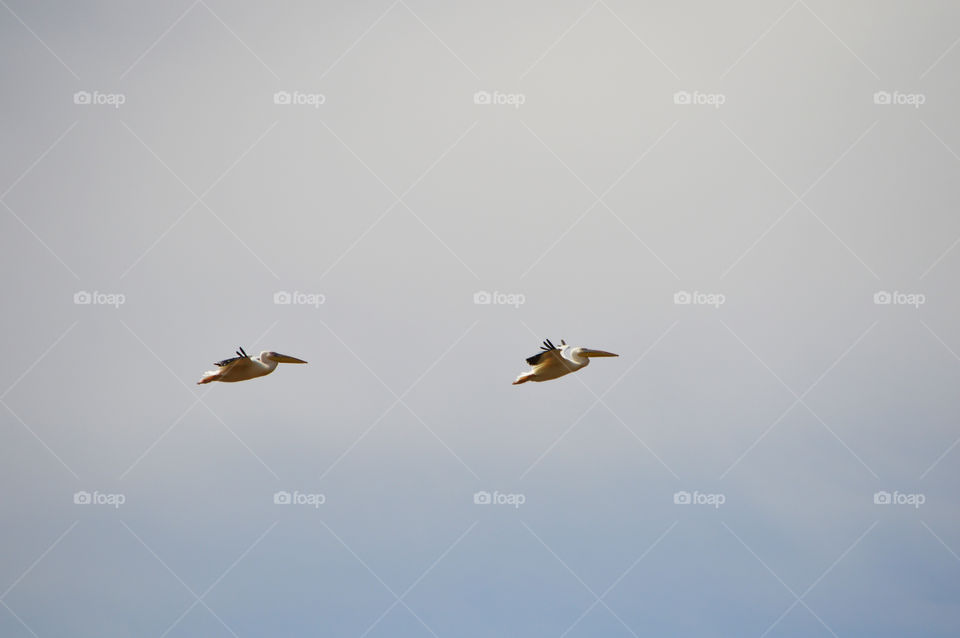 Pelicans fly in the sky above the Akkerman fortress in the city of Belgorod-Dniester, Ukraine