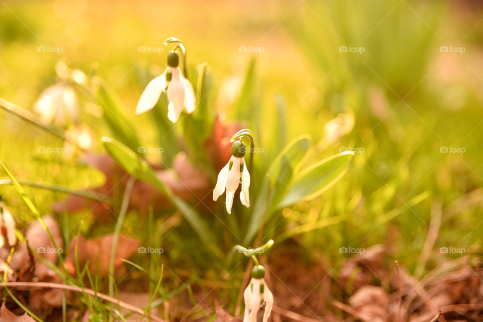 Snow drops