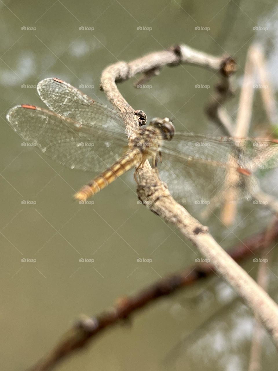 Happiness Along The Way, Dragonflies in My Garden