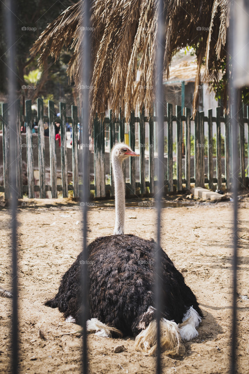 ostrich zoo wild life behind bars animals birds sun sunny day morning eyes i see you trend trends best of the day ranking fun relaxing holiday