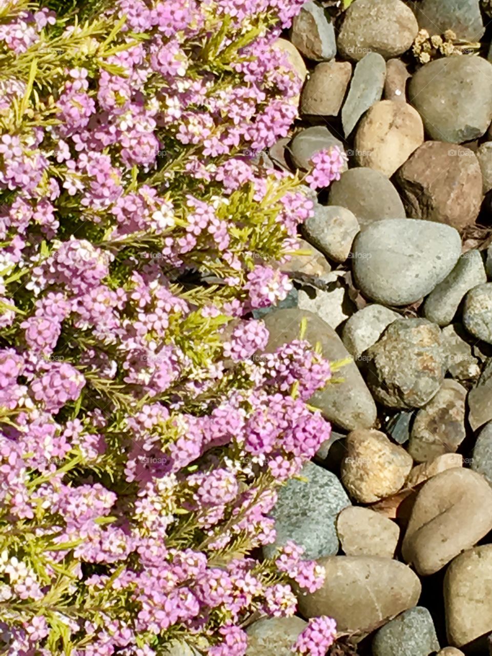 Rocks and flowers 