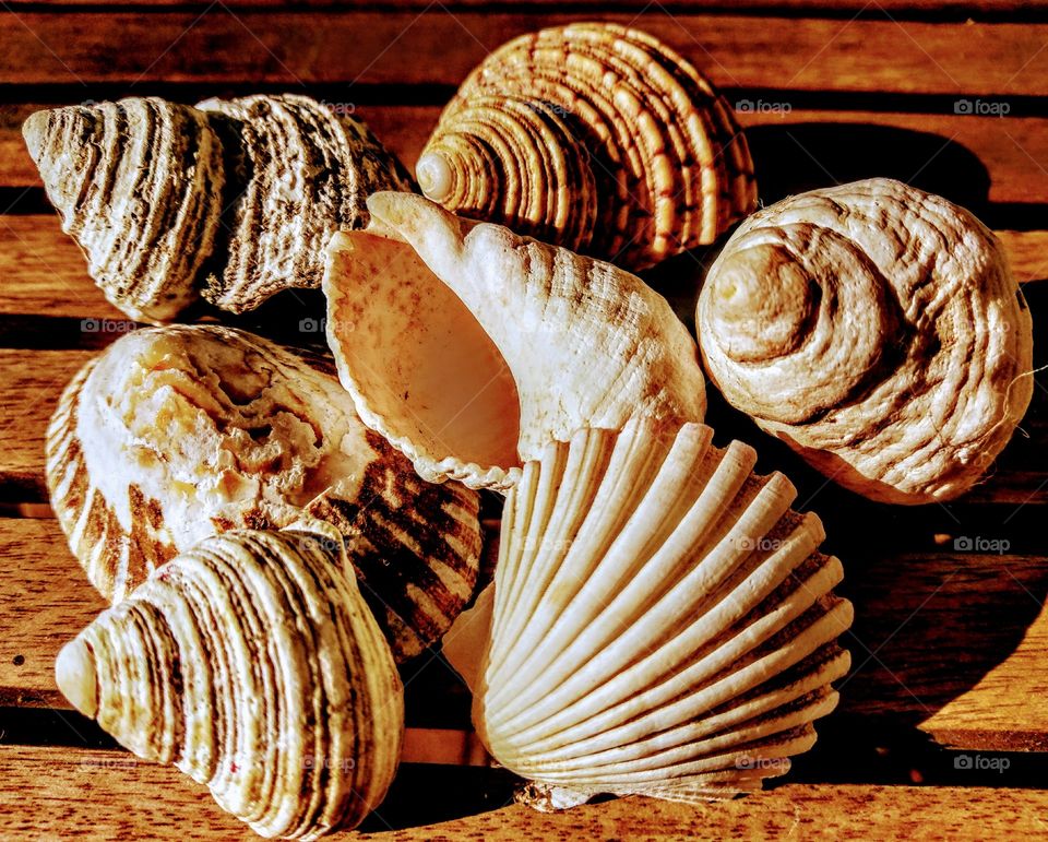 Directly above view of eashells