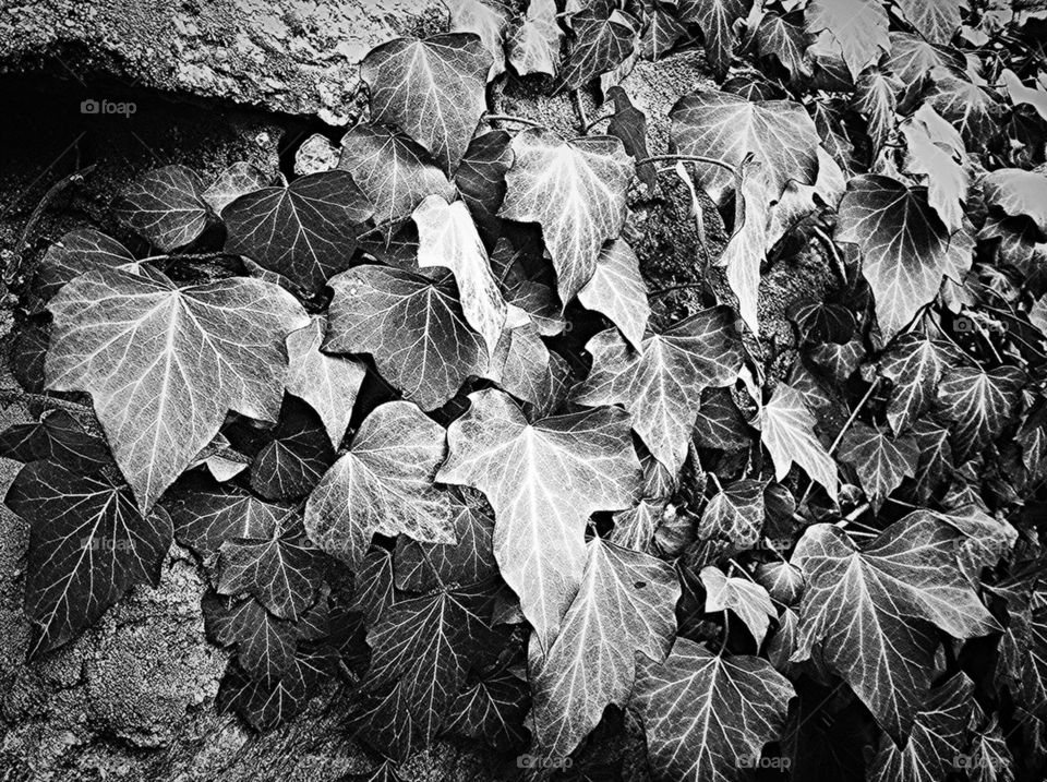 Ivy in black 