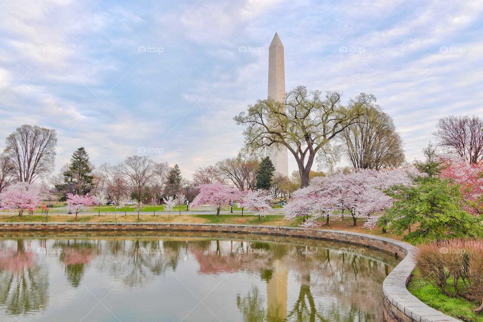 Cherry Blossoms at the Tidal Basin and Washington Monument
