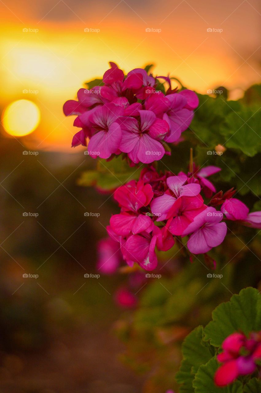 Early spring in cyprus. Beautiful garden flowers at sunset.