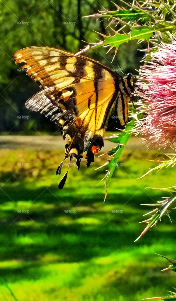 Butterfly feeding