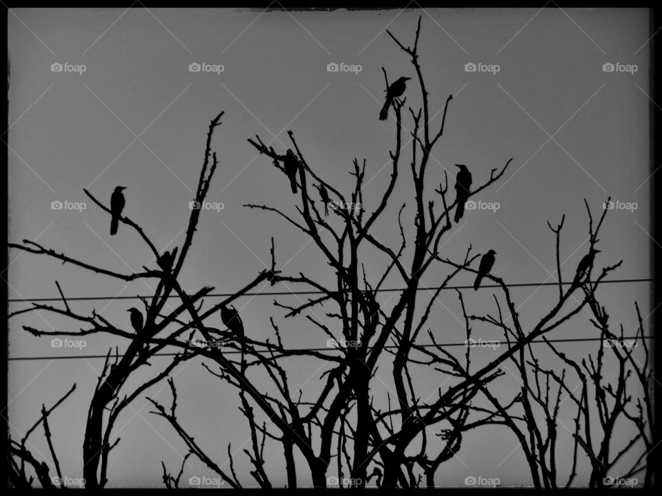 bird is the word. This is a picture of some birds that I saw while out walking 🚶 🏃 🔥 💨 this morning