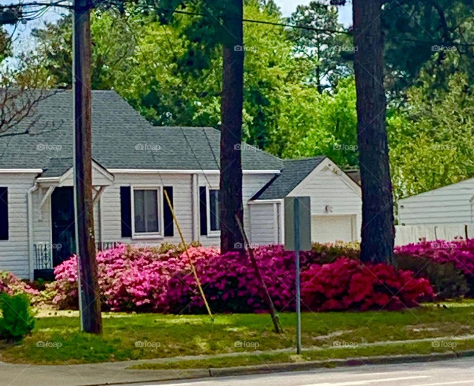 Azalea explosion 