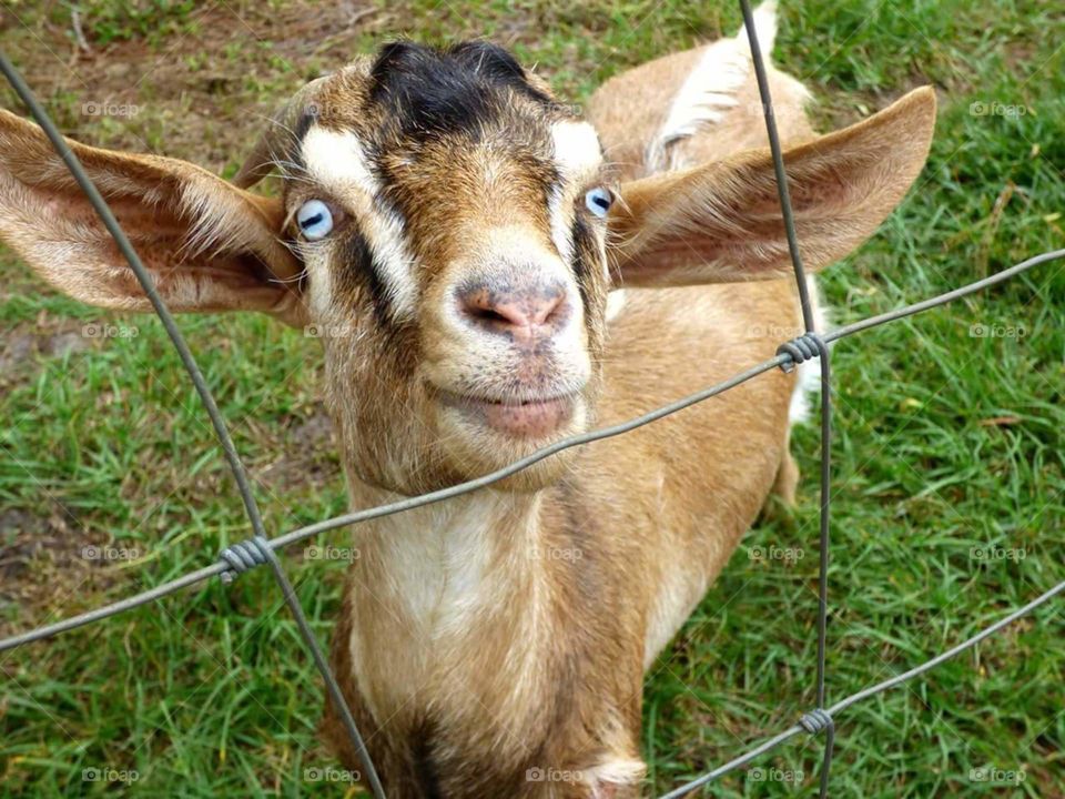 my mom's goat