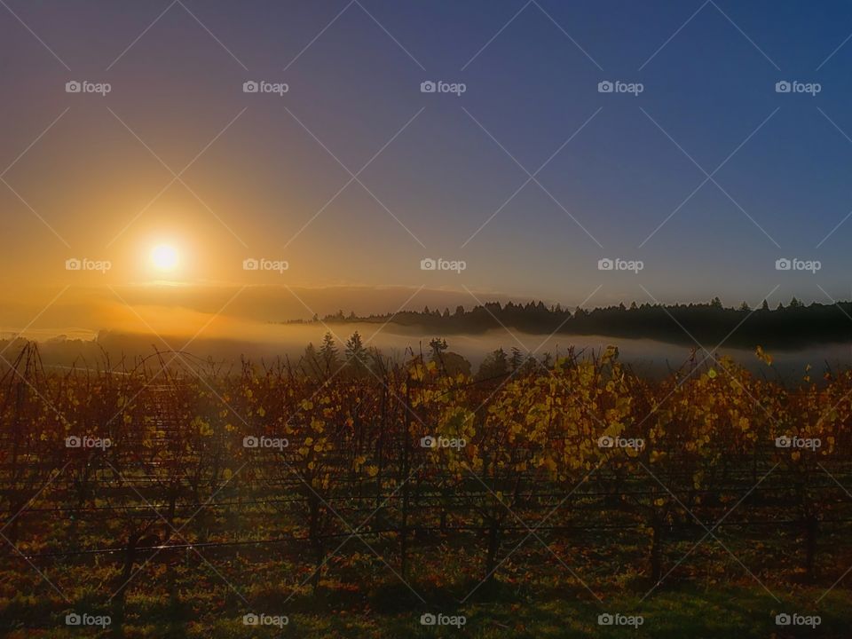 Sunris -vs- Sunset - Sunrise in the vineyard