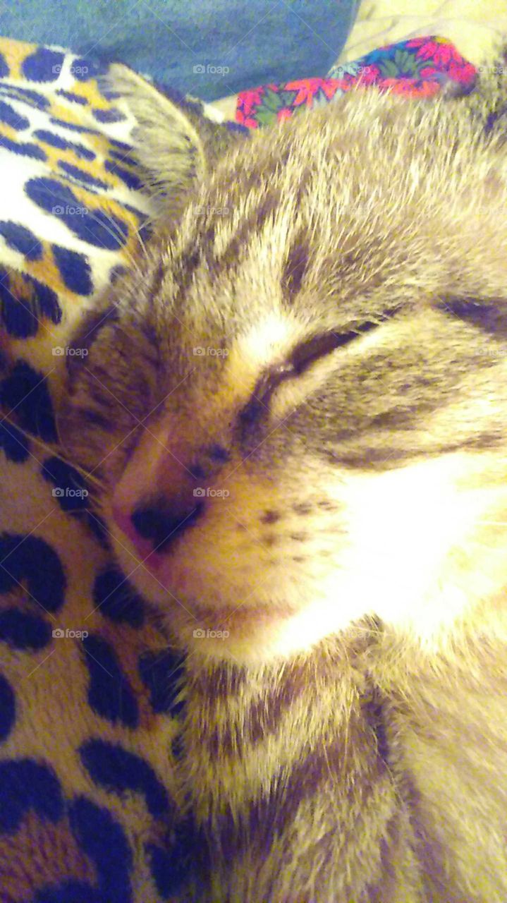 Peacefully, serene,sweet, sleeping cat.