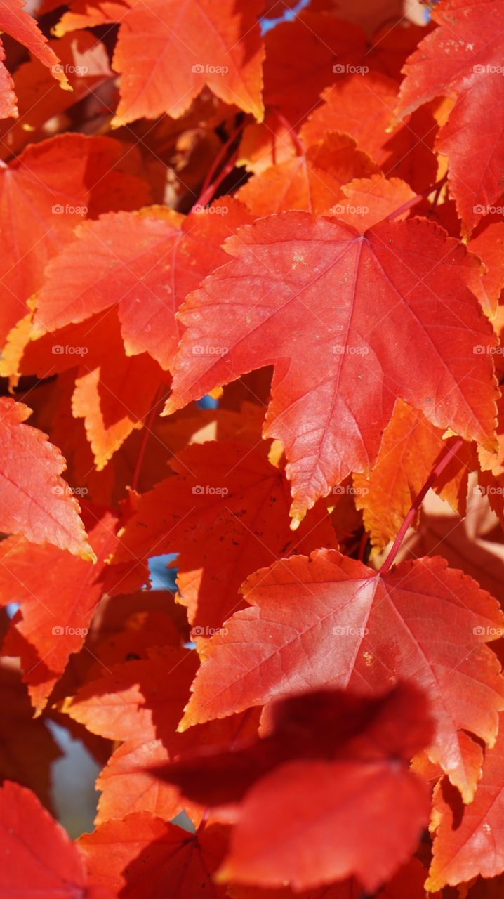 Red leaves 