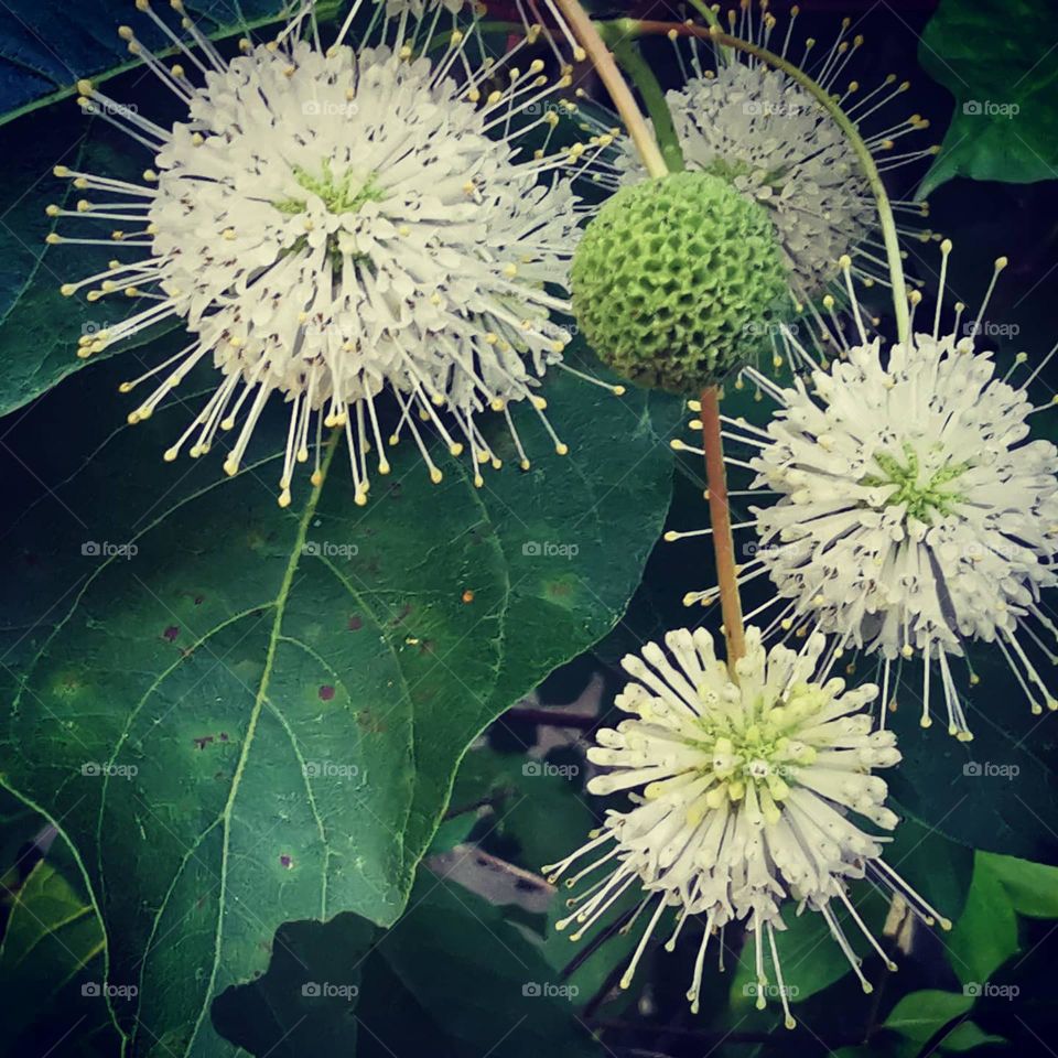 Cephalanhus occidentalis