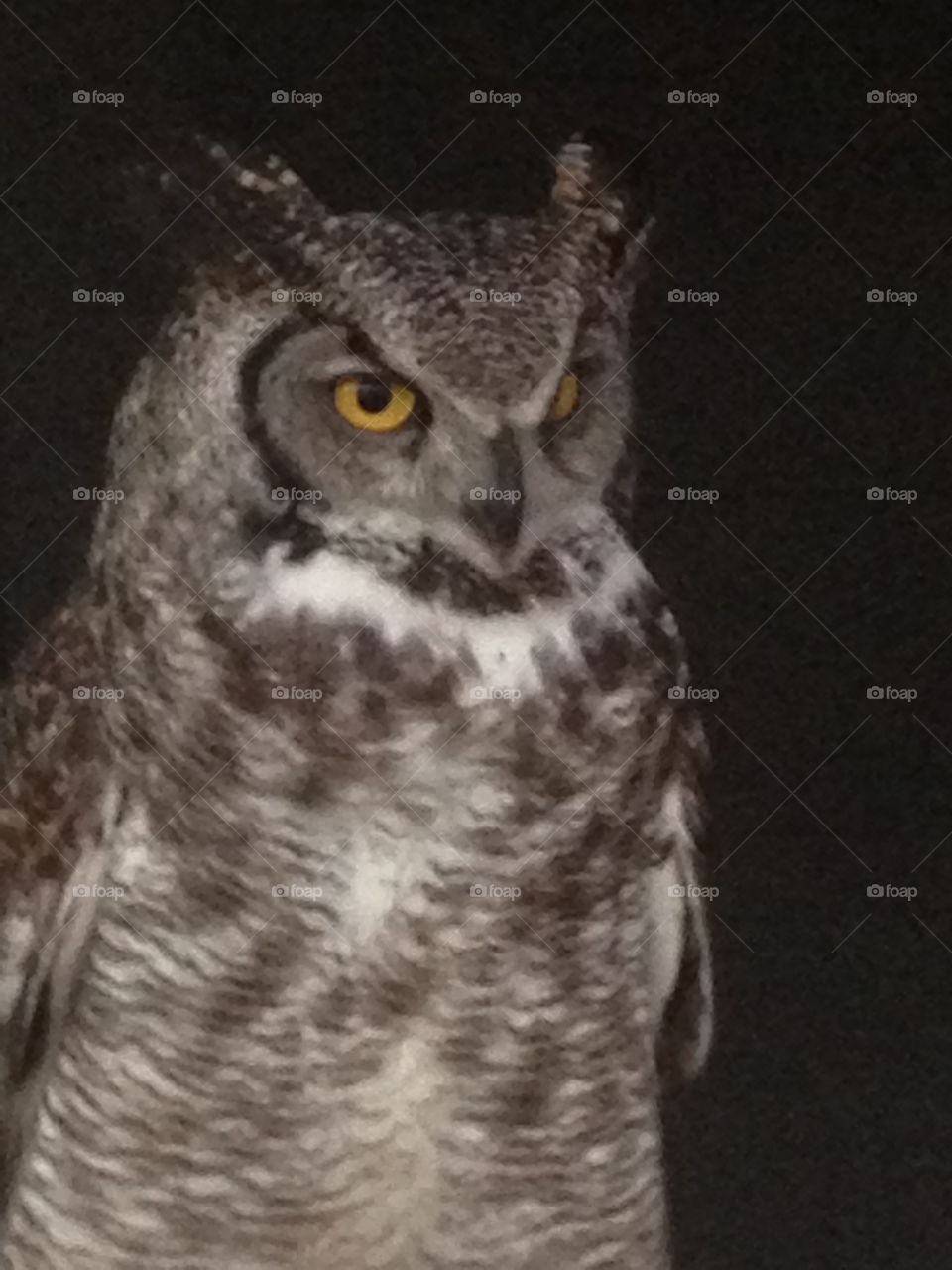 Owl 