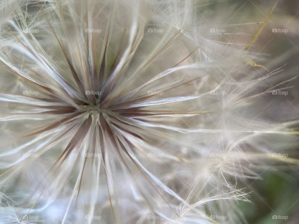 Dandelion seeds in the puff