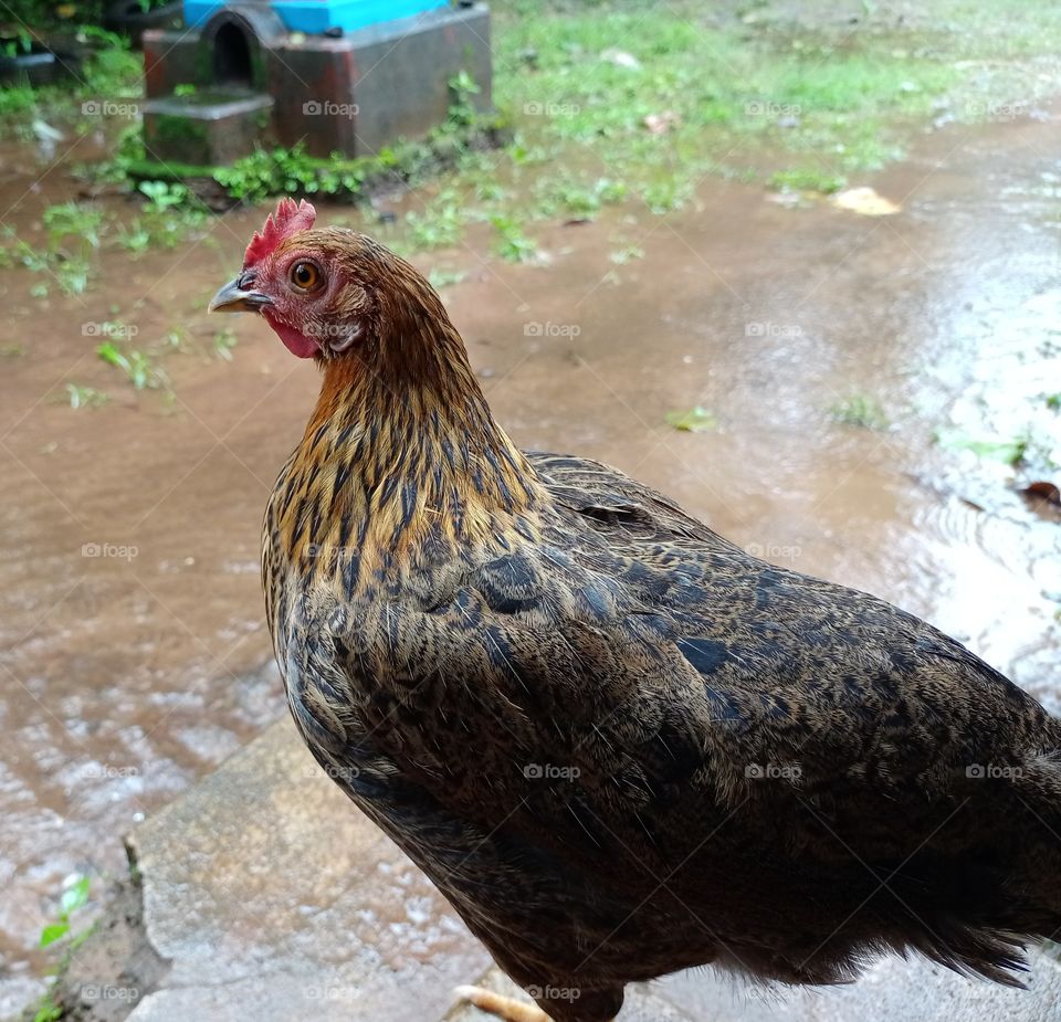 chicken Han looking in camera beautiful view village side rainy season water