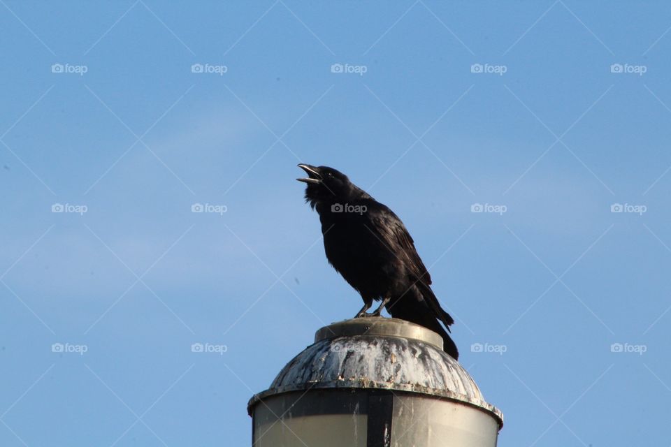 No Person, Bird, Sky, Outdoors, Wildlife