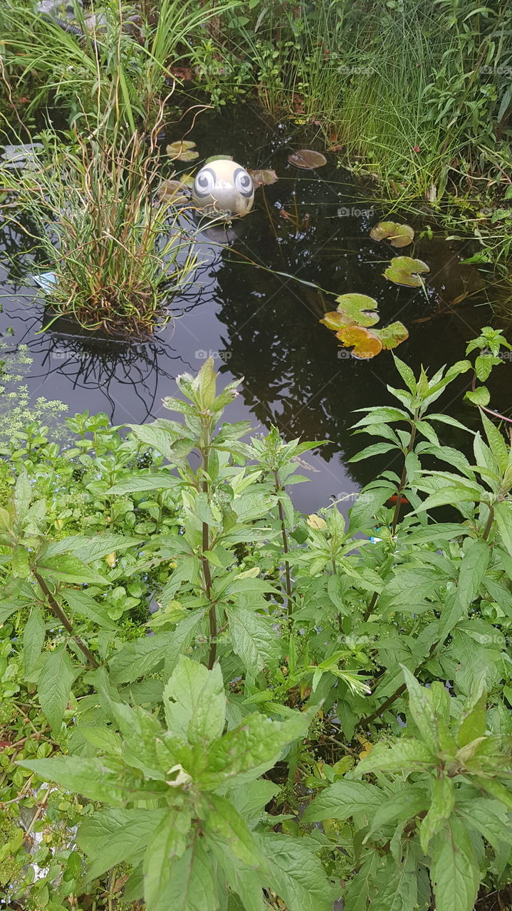 pond with many green plants