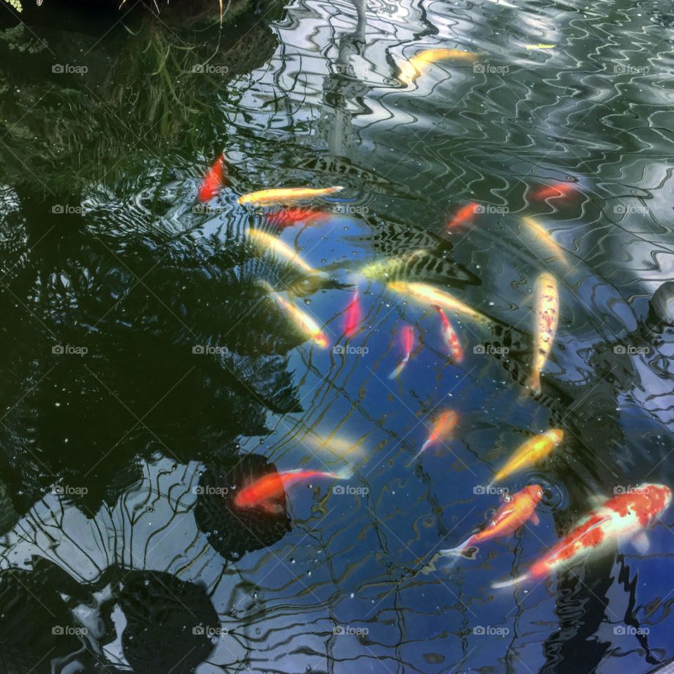 Colourful Fish 🐠