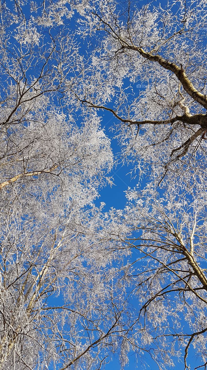 Looking up at snowy tree branches a beautiful winter day with blue sky - tittar upp på snöiga träd grenar en vacker vinterdag med blå himmel 
