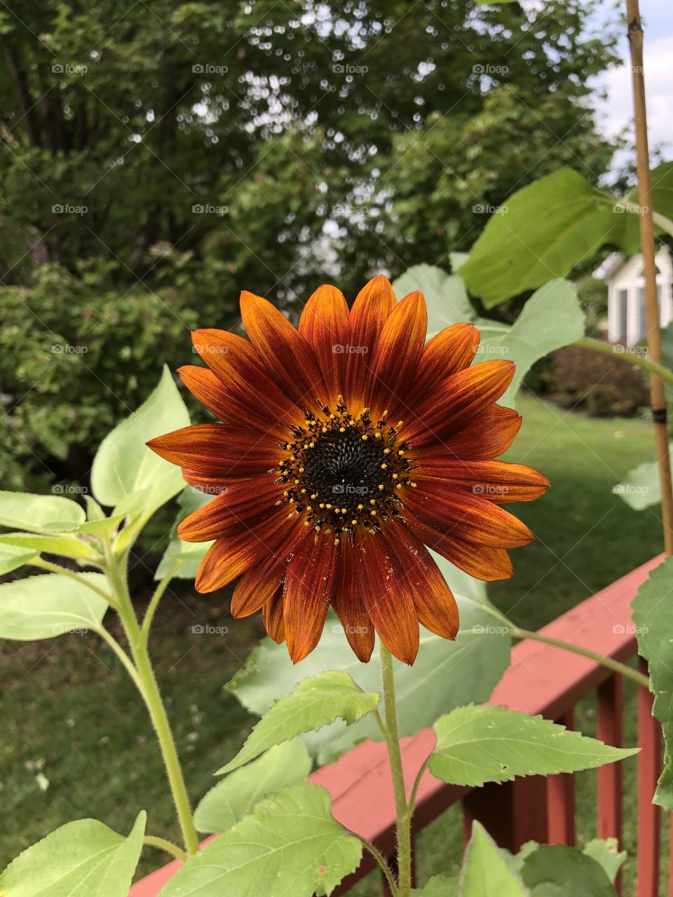 A beautiful reddish-orange sunflower on a cool evening. 