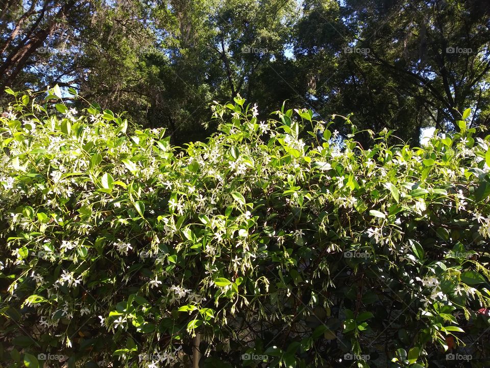 Going Wild. Jasmin flowers