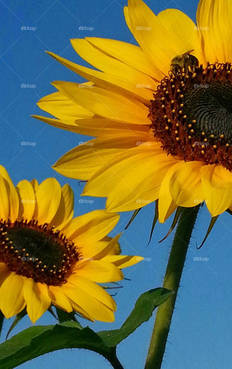 Sunflowers and Bee