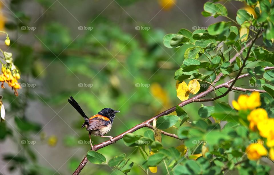 red-backed fairywren is a species of passerine bird in the Australasian