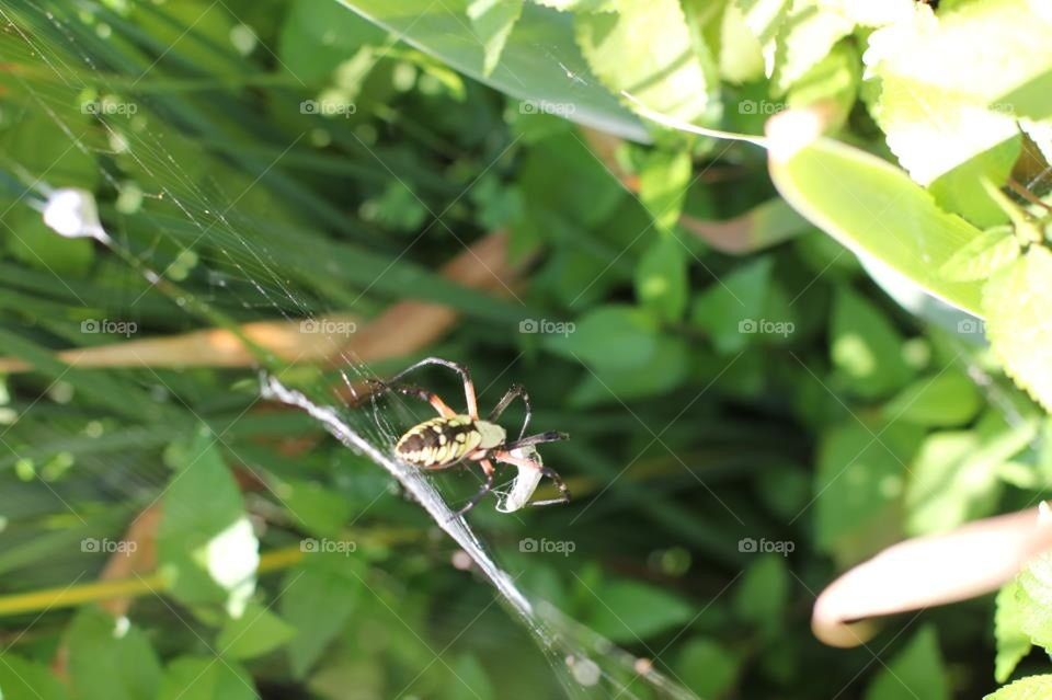 Banana Spider Eatting