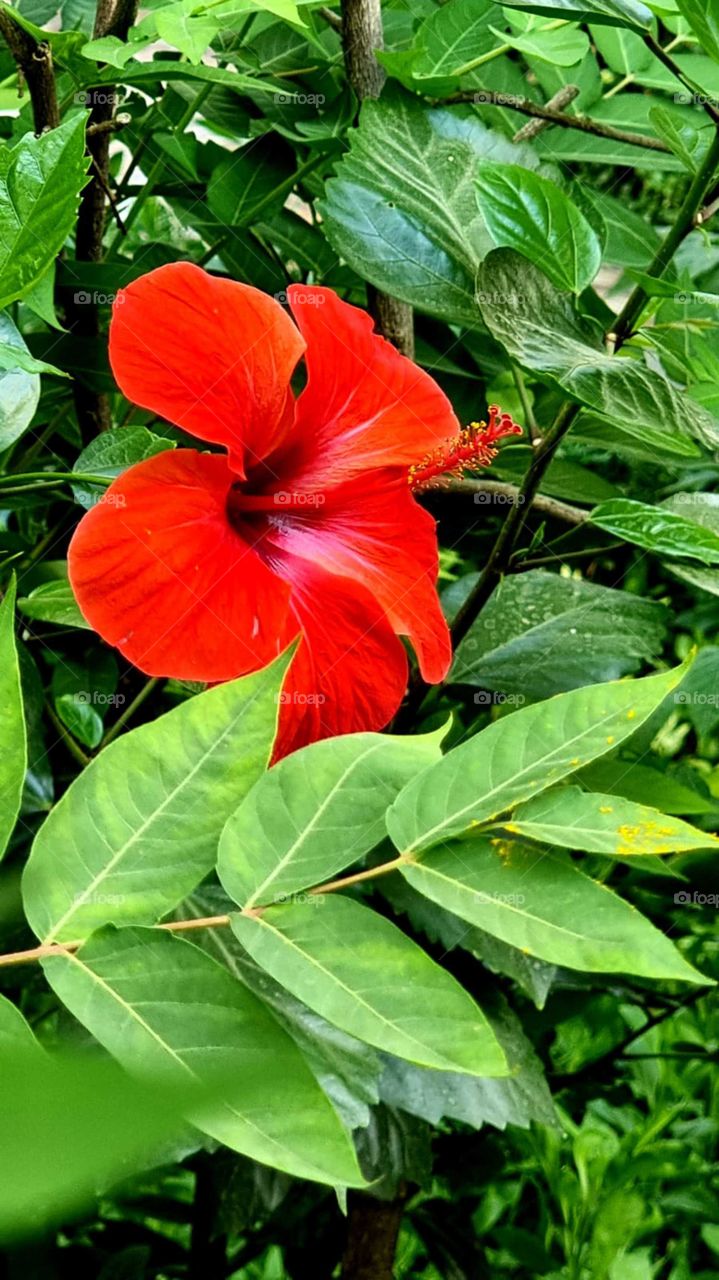 flowers in Jordan 🇯🇴