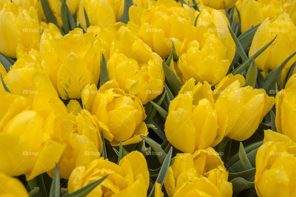 Yellow tulips