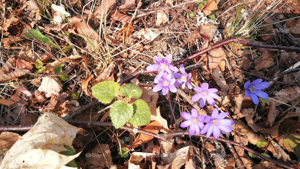 Spring in the forest