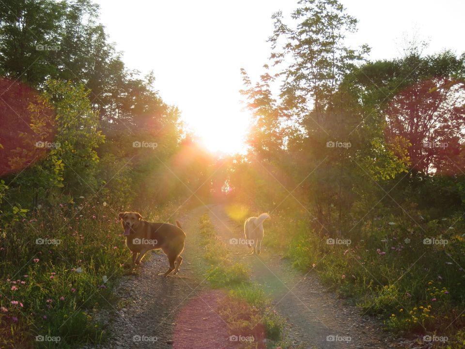 Dogs enjoying a trail walk at sunset, one turning to see why his owner stopped walking! (to take the picture). 