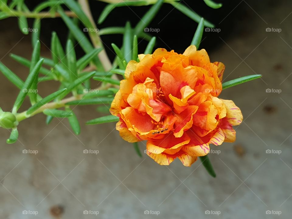 the Portulaca Grandiflora