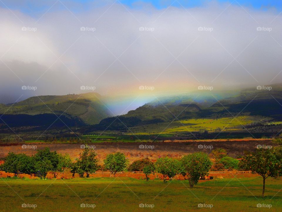 Tropical Rainbow