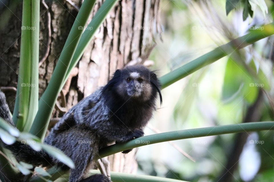 Conexão entre macaco e câmera fotográfica em uma paisagem verde 
