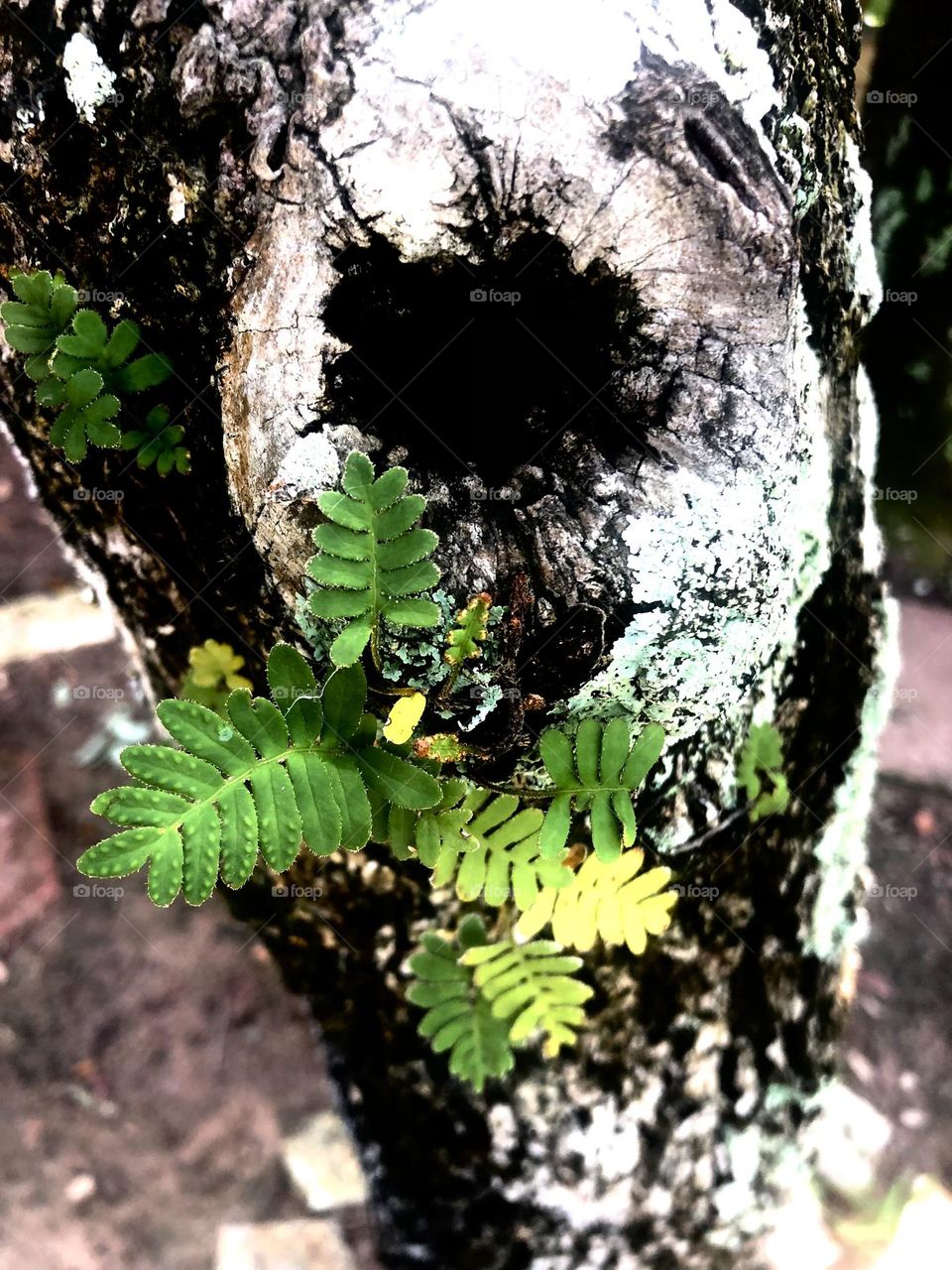 Closeup of green and yellow live oak leaves growing near a knot hole on a live oak. 