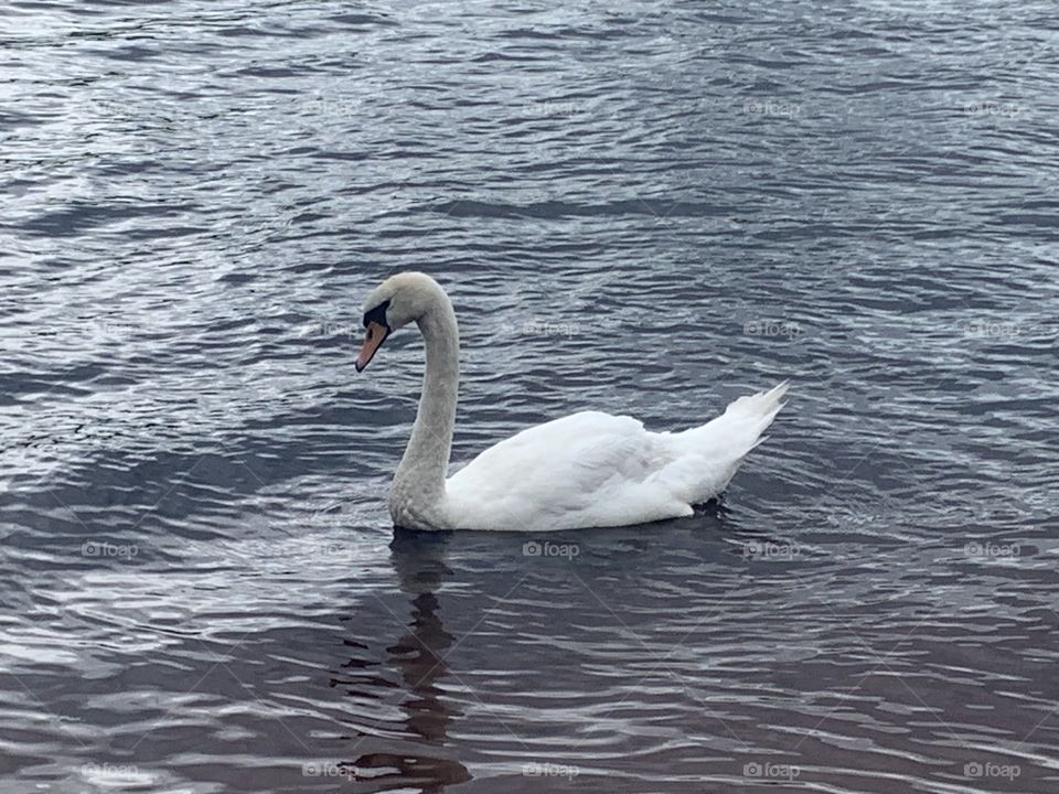 Swan 
