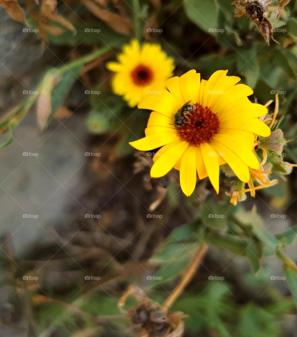 Flowering photography