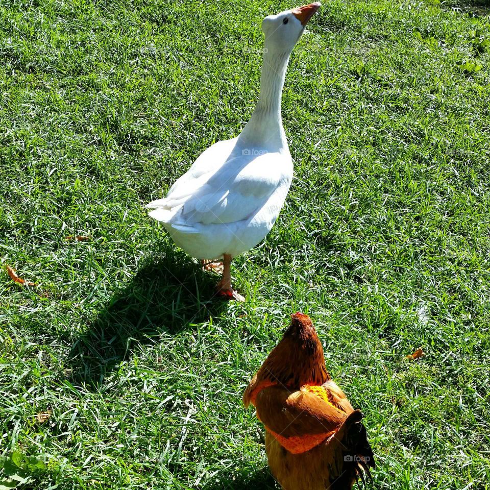 sweater wearing chicken. and a goose