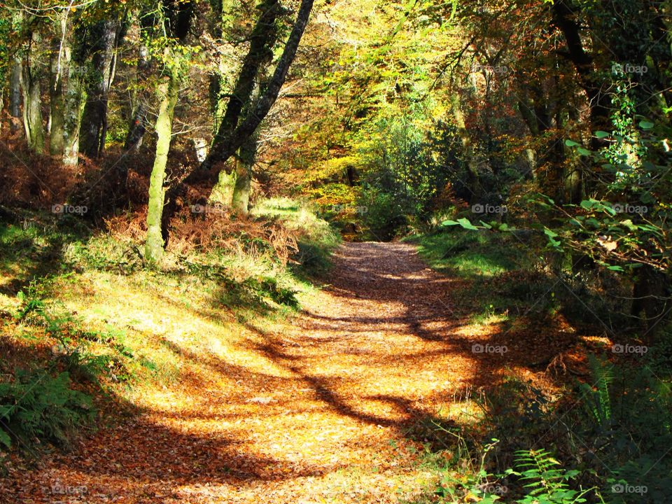 Forest path