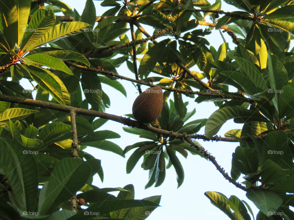 Mamey tropical fruit on tree