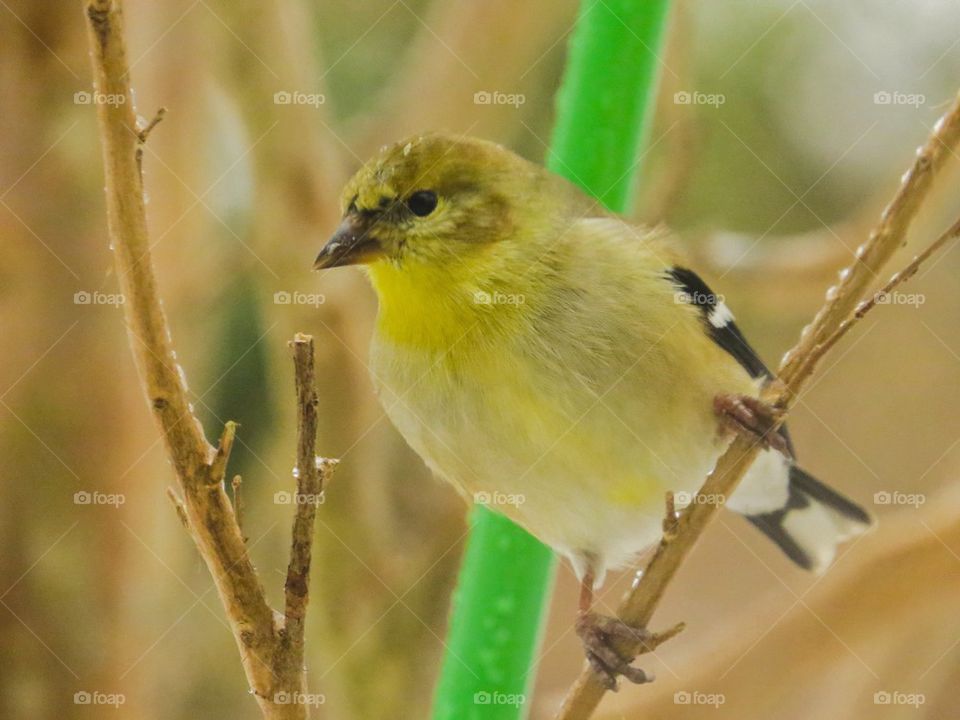 Goldfinch