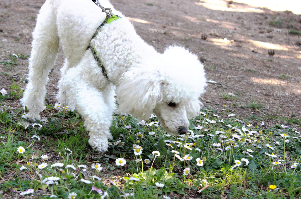 Spring walk with your dog