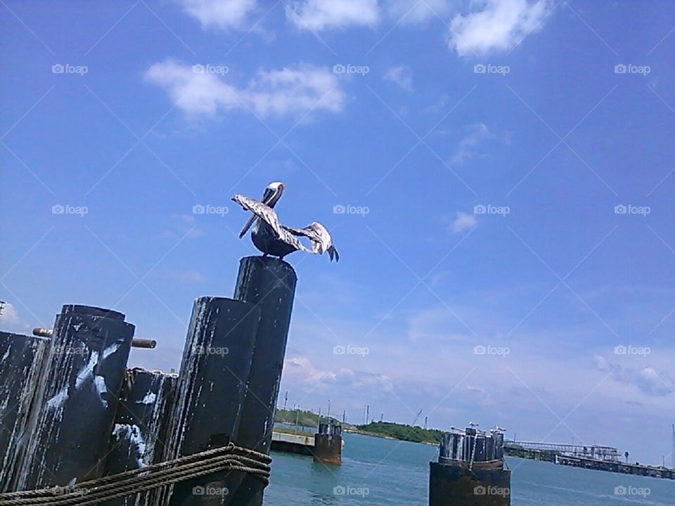 Pelican At The Pier