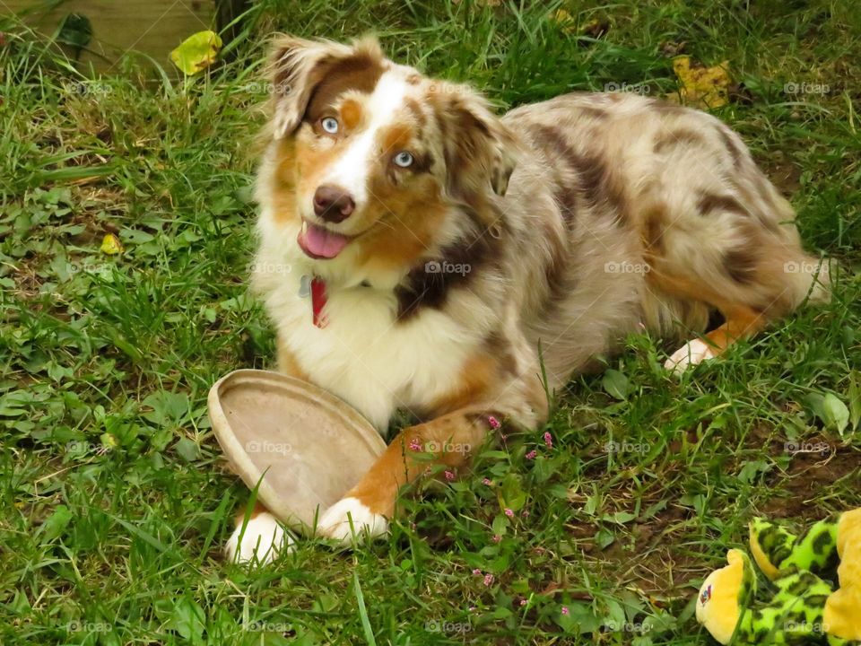 Red Merle dog in the grass holding his frisbee.