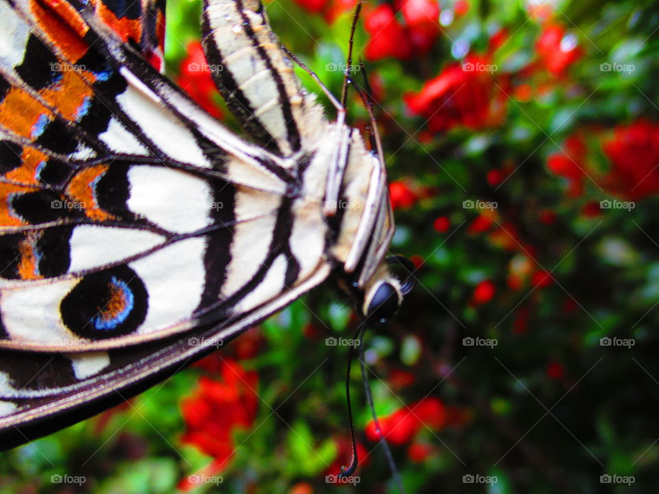 butterfly on focus