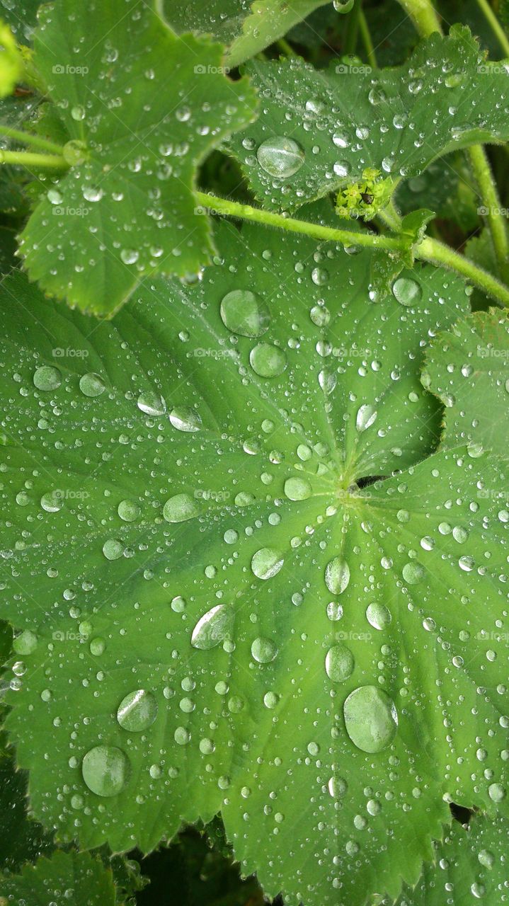 Water drops on green leaf