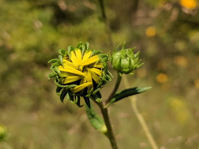 Flower bud